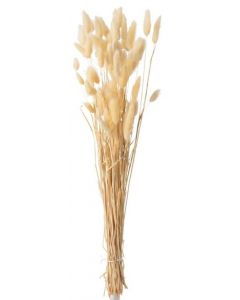 J-LINE BUNDEL PLUIM-HAZENSSTAART GEDROOGD BEIGE S