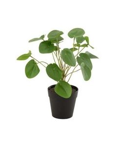 J-LINE POLYSCIAS POT PLAST VERT