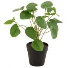 J-LINE POLYSCIAS POT PLAST VERT